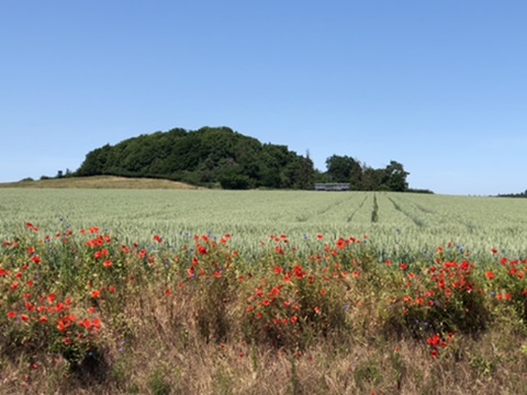 Mohnblumen am Rand eines Feldes auf Rügen